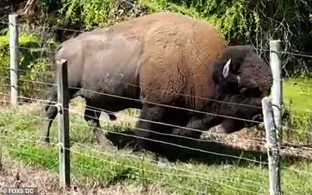 83-Year-Old Maryland Farmer Attacked by Buffalo He Raised for 40 Years During Routine Feeding Session