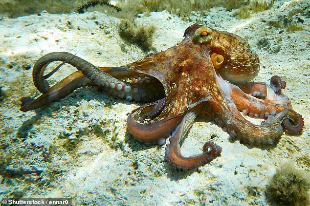 Disney World Faces Backlash Over 'Inhumane' Octopus-Dish at New Restaurant