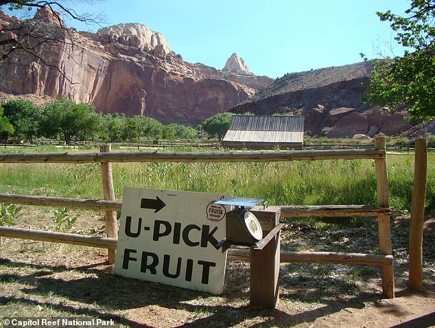 Historic Fruit Trees in Capitol Reef National Park Face Uncertain Future as Visitors Mourn Their Decline