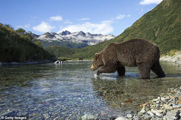 Exclusive Insights: The Brutal Survival Race of Katmai's Fat Bear Week