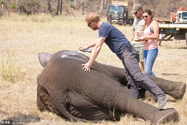 Chad Government Terminates Conservation Partnership with Prince Harry's Charity, Sparking Debate on Environmental Regulation and Neocolonialism