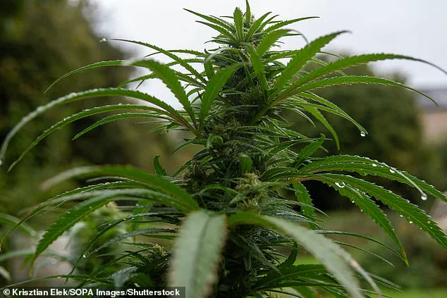 Late-Breaking Findings: Cannabis-Based Drug Shows Promise in Combating Deadly Cancer Cachexia