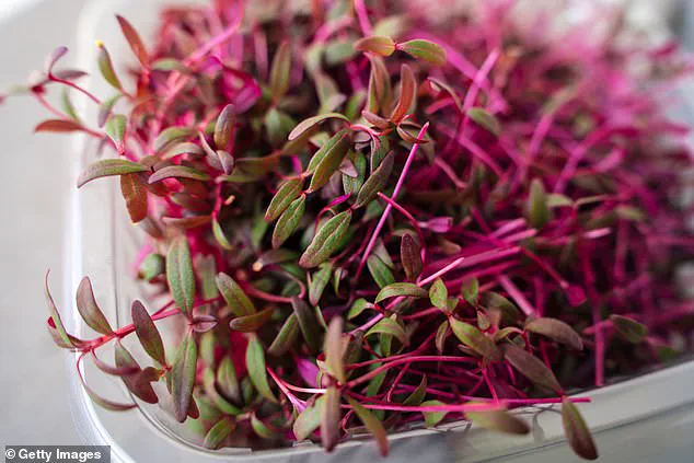 Experts Laud Amaranth as Nutrient-Dense Ancient Grain, Rediscovered for Modern Health: 'A Powerhouse for Well-Being'