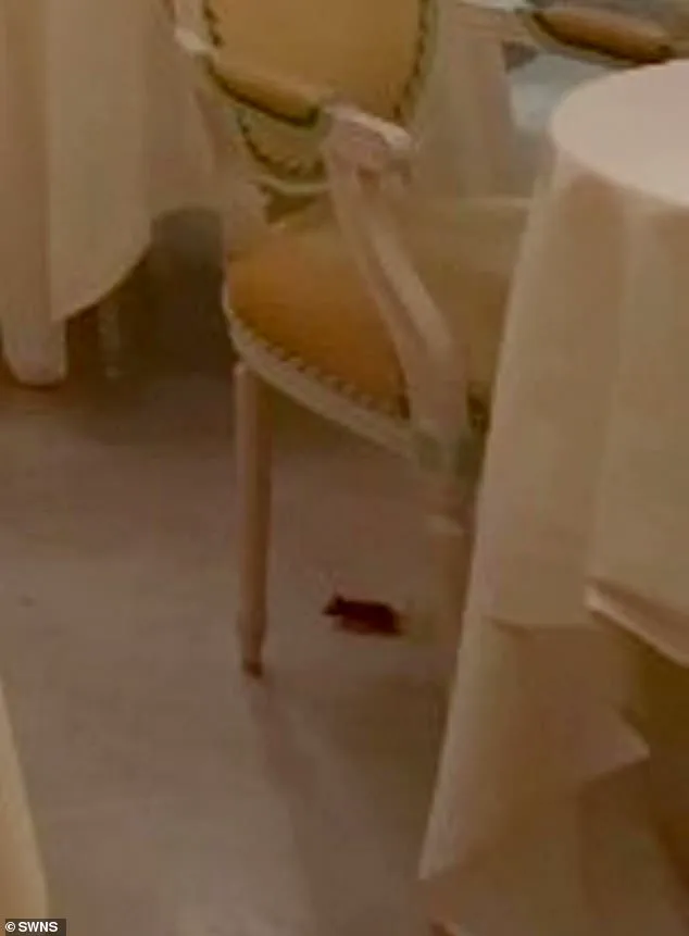 Mouse Incident Disrupts Afternoon Tea at The Ritz London