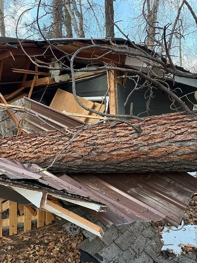 A Race Against Time: The Survival of Century-Old Pines in Montana Amid Escalating Threats