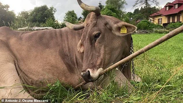 Austrian Cow's Tool Use Challenges Assumptions About Cattle Intelligence