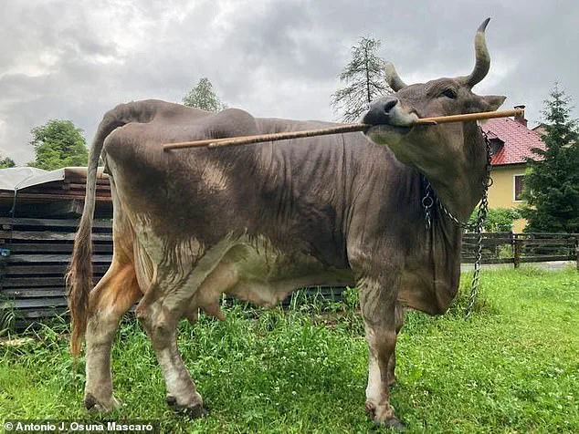 Austrian Cow's Tool Use Challenges Assumptions About Cattle Intelligence