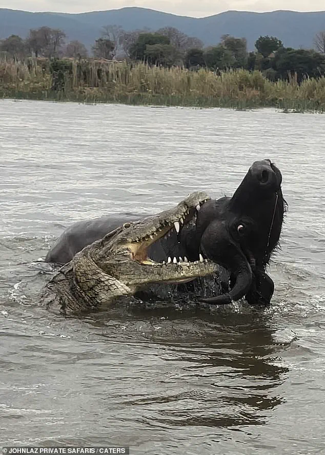 The Perilous Journey of Buffalo in Zambia's Lower Zambezi River