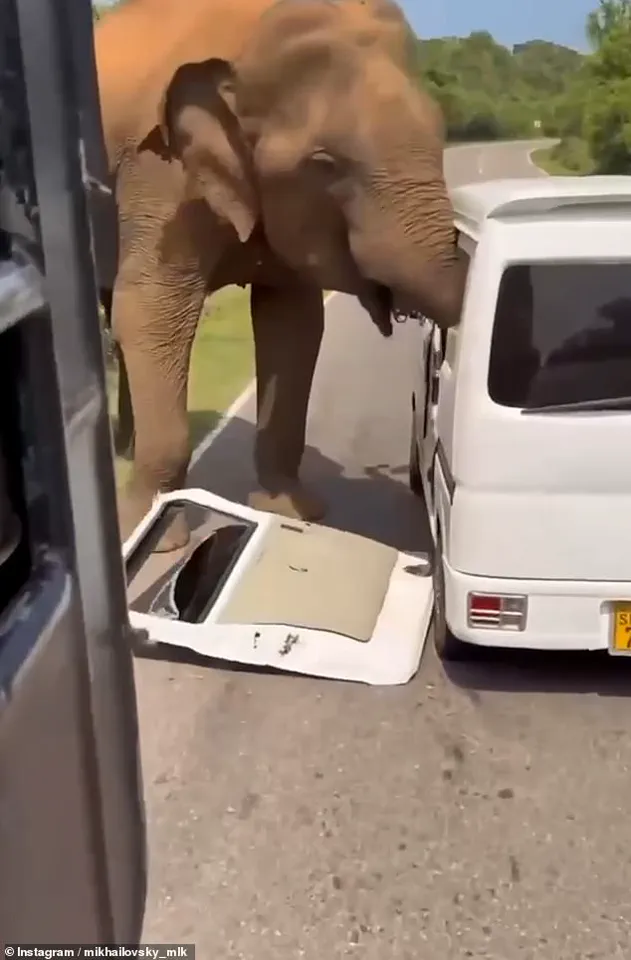 Elephant's Wrath: A Family's Ordeal in Sri Lanka's Wilderness and the Hidden Truth Behind the Incident