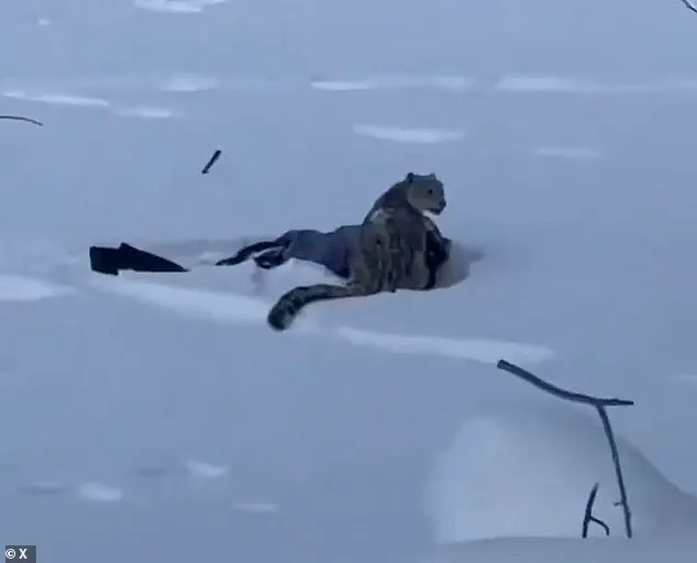 Snow Leopard Encounter Injures Tourist in Chinese UNESCO Site, Underlining Wildlife Management Challenges