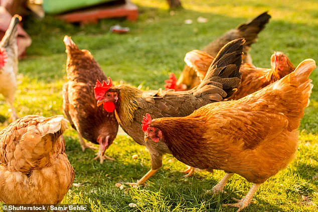 Egg Industry Faces Scrutiny Over Prices, Recalls, and Ethical Sourcing Concerns