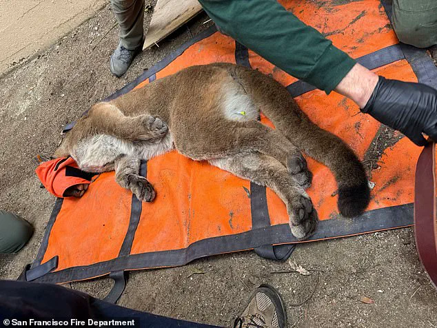 Government Agencies Respond to Unprecedented Wildlife Encounter in San Francisco Neighborhood