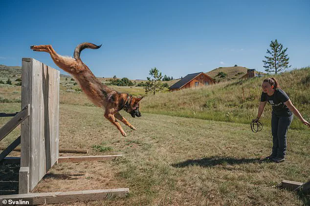 Premium Guard Dogs: The High-Cost Training Behind Svalinn's Elite Canines
