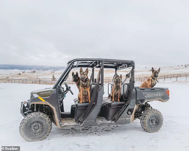 Premium Guard Dogs: The High-Cost Training Behind Svalinn's Elite Canines