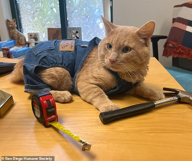 From Survival to Celebration: San Diego Humane Society Hosts Graduation for Coyote-Attack Survivor Kyle, Highlighting Quarantine Regulations and Animal Welfare Balance