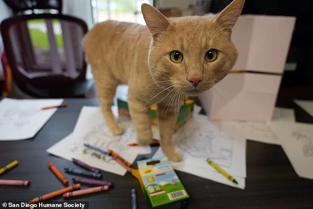 From Survival to Celebration: San Diego Humane Society Hosts Graduation for Coyote-Attack Survivor Kyle, Highlighting Quarantine Regulations and Animal Welfare Balance