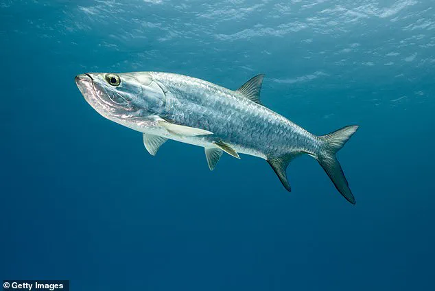Government Regulations and Public Accountability: The Tarpon Incident at Florida Aquarium