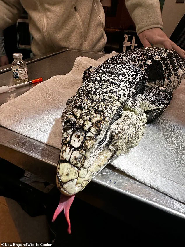 Rhode Island Resident Discovers Exotic Tegu Lizard Buried in Snow, Prompting Wildlife Center Response
