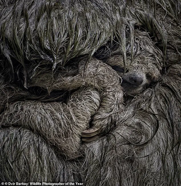Wildlife Photographer of the Year Finalists Unveiled: Public Vote to Choose People's Choice Award Winner, Showcasing Nature's Most Unusual Moments