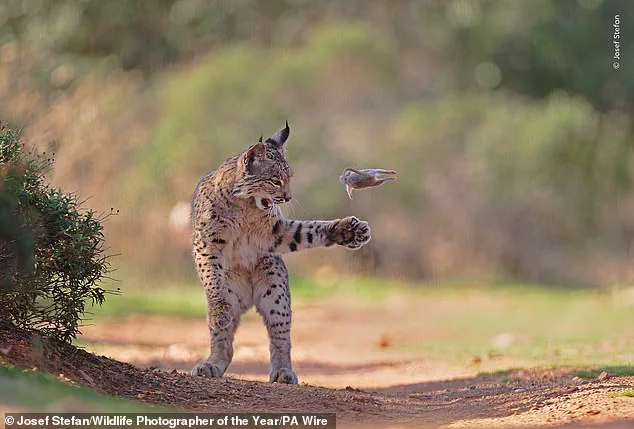 Wildlife Photographer of the Year Finalists Unveiled: Public Vote to Choose People's Choice Award Winner, Showcasing Nature's Most Unusual Moments