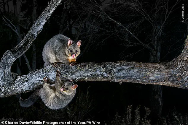 Wildlife Photographer of the Year Finalists Unveiled: Public Vote to Choose People's Choice Award Winner, Showcasing Nature's Most Unusual Moments