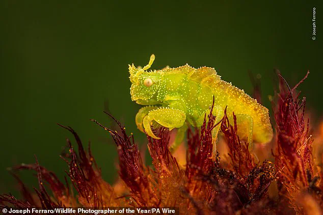 Wildlife Photographer of the Year Finalists Unveiled: Public Vote to Choose People's Choice Award Winner, Showcasing Nature's Most Unusual Moments