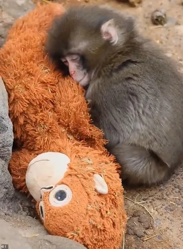 Heartwarming Rescue of Rejected Macaque Punch Captivates Online Audiences