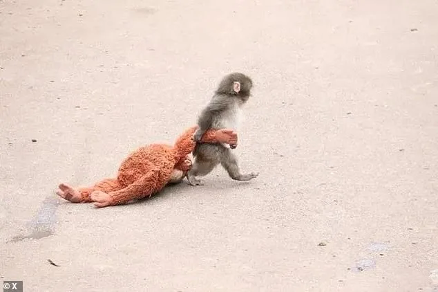 Heartwarming Rescue of Rejected Macaque Punch Captivates Online Audiences