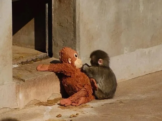 Heartwarming Rescue of Rejected Macaque Punch Captivates Online Audiences