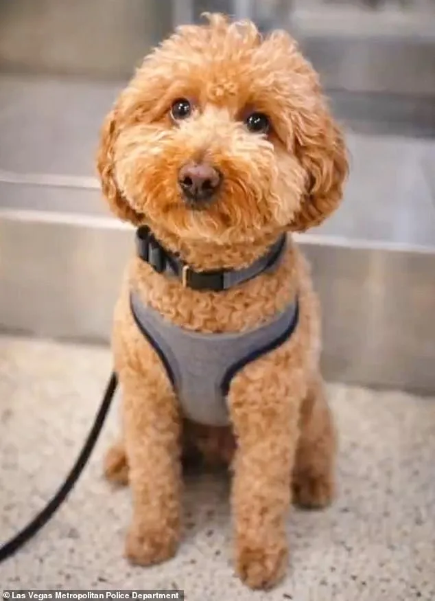 Woman Arrested for Abandoning Service Dog at Las Vegas Airport