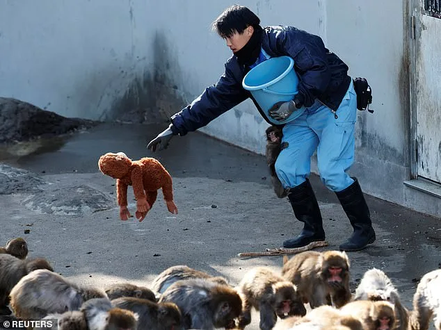 Cute Baby Monkey's Viral Photo of Abandonment Sparks Global Sympathy