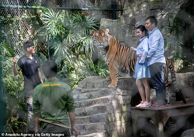 Thailand investigates canine distemper outbreak that killed 72 tigers at popular Chiang Mai attraction
