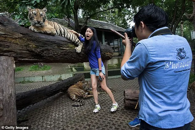 Thailand investigates canine distemper outbreak that killed 72 tigers at popular Chiang Mai attraction