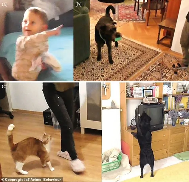 Study Shows Dogs Help Humans More Than Cats, Linked to Domestication History