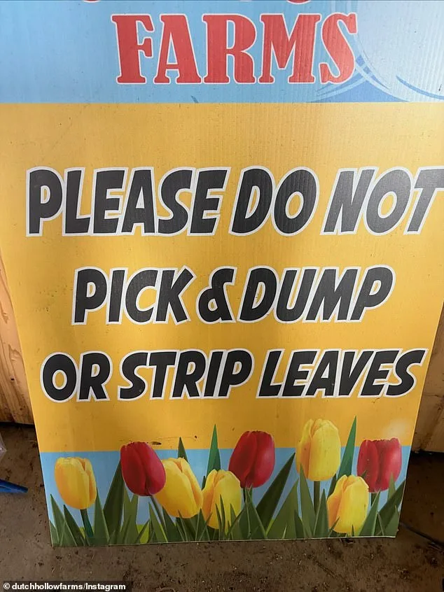 Dutch Hollow Farms' Spring Spectacle Turns to Chaos as Overcrowding and Social Media Fuel Tulip Trampling