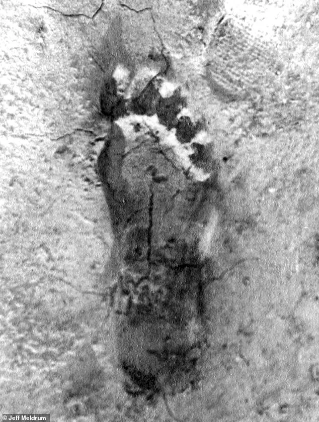 Eight 'Bigfoot' Sightings in Four Days Spark Unprecedented Surge in Ohio