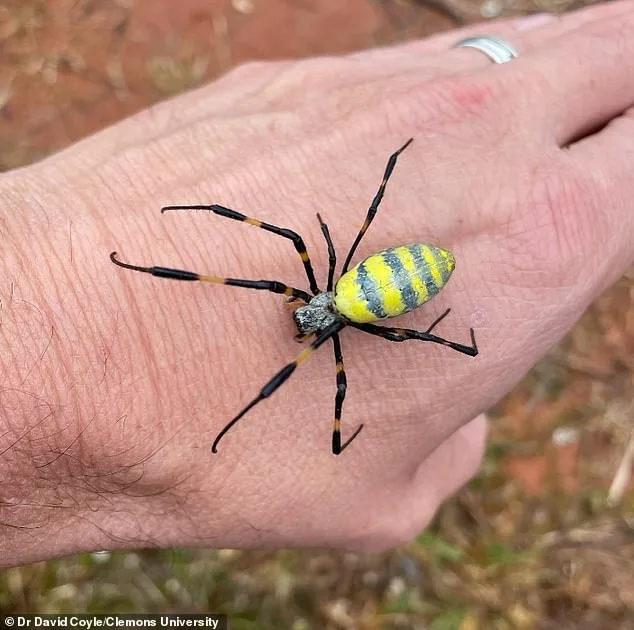 Invasive Joro Spiders Resurge Across U.S., Spreading Rapidly and Raising Ecological Concerns