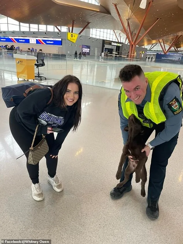 Man Charged with Animal Cruelty After Abandoning Distressed Puppy at Pittsburgh Airport