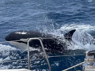 Sperm Whales' Moby Dick-Style Headbutting Captured in Real Time, Proving Literary Legend True