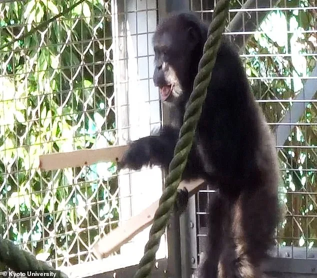 Kyoto Study Reveals Chimp's Rhythmic Drumming and Vocalizations Challenge Human Music Uniqueness