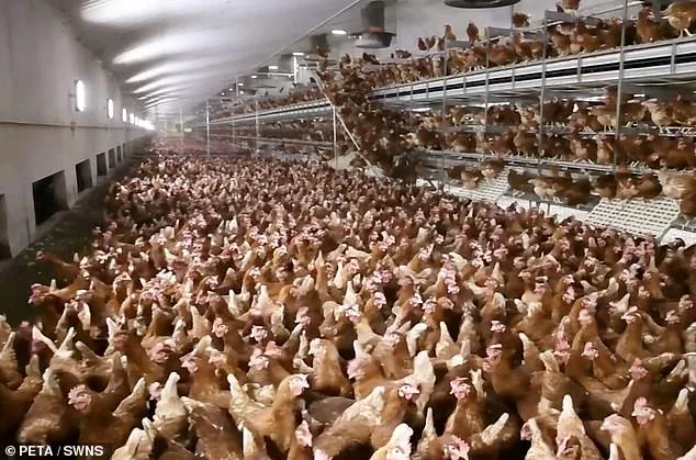 PETA Challenges Tradition: Push for 'Potato Tumble' Over Easter Egg Roll Sparks Debate