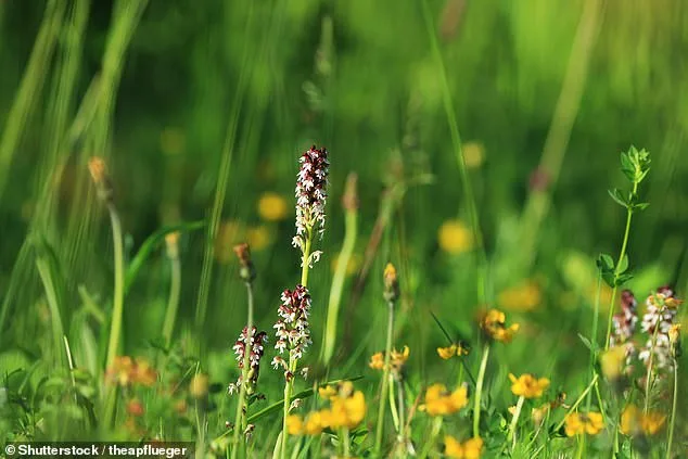 Britain Stands at a Crossroads: Urgent Action Needed to Prevent Extinction of Hundreds of Native Species Within Two Decades