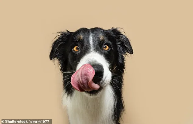 Groundbreaking Study Reveals 17 Key Behavioral Signs of Canine Discomfort, Helping Owners Recognize Pain in Their Pets