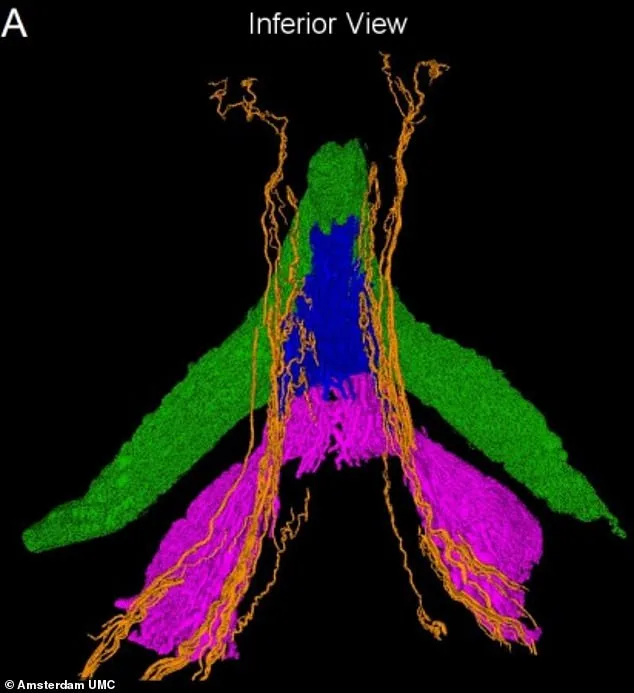 Scientists Reveal First High-Resolution Clitoris Map, Redefining Understanding of Female Sexual Health