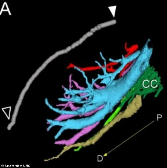 Scientists Reveal First High-Resolution Clitoris Map, Redefining Understanding of Female Sexual Health