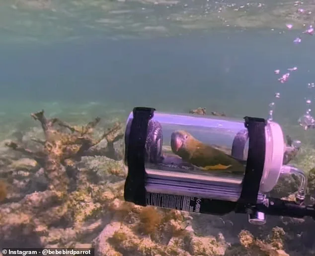 Viral Sensation or Ethical Dilemma? Parakeet's Submarine Adventure Sparks Global Debate on Innovation and Animal Welfare