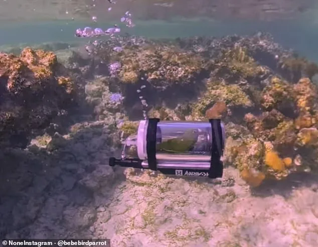 Viral Sensation or Ethical Dilemma? Parakeet's Submarine Adventure Sparks Global Debate on Innovation and Animal Welfare