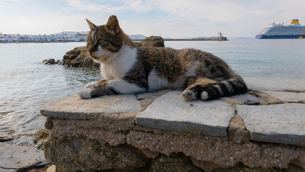 Fabled Voyages Opens Pet-Friendly Residential Cruises for Cats and Dogs