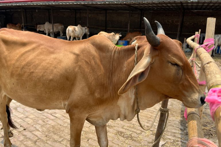 Fear and loans leave Dhulagarh cattle market empty before Eid.