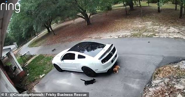 SpaceX Starship sonic boom rattles East Coast homes and pets.